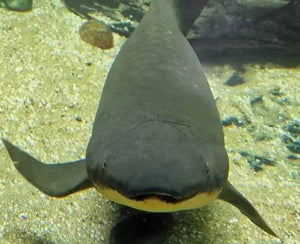 Microchipped - Certificated Australian Lung Fish 12-15cm Last One Micro Aquatic Shop