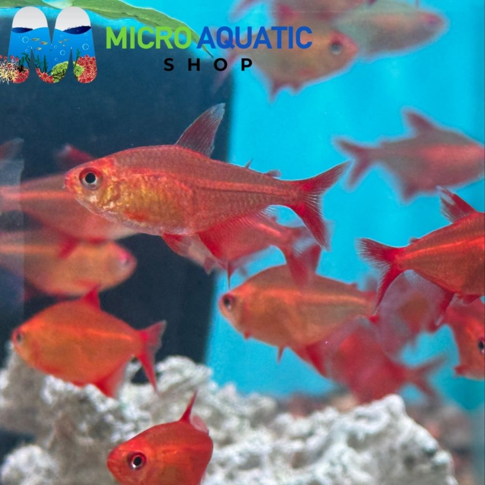 Rare Tetra - Red Cherry 3cm