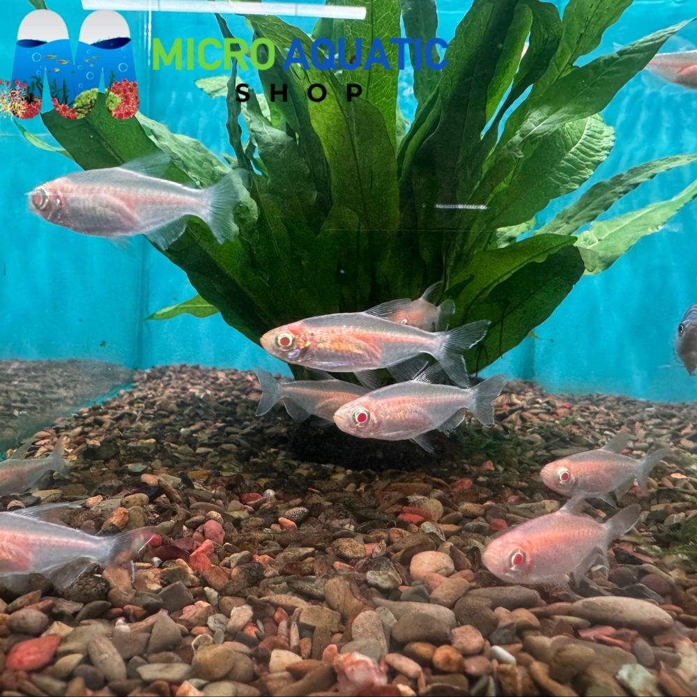 Tetra - Albino Congo 4cm
