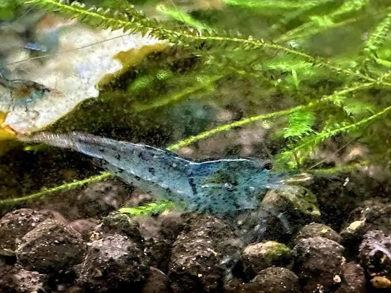 Aura Blue Tiger Shrimp Micro Aquatic Shop
