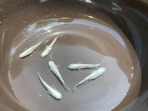 Japanese rice fish - Platinum Medaka 2cm Micro Aquatic Shop