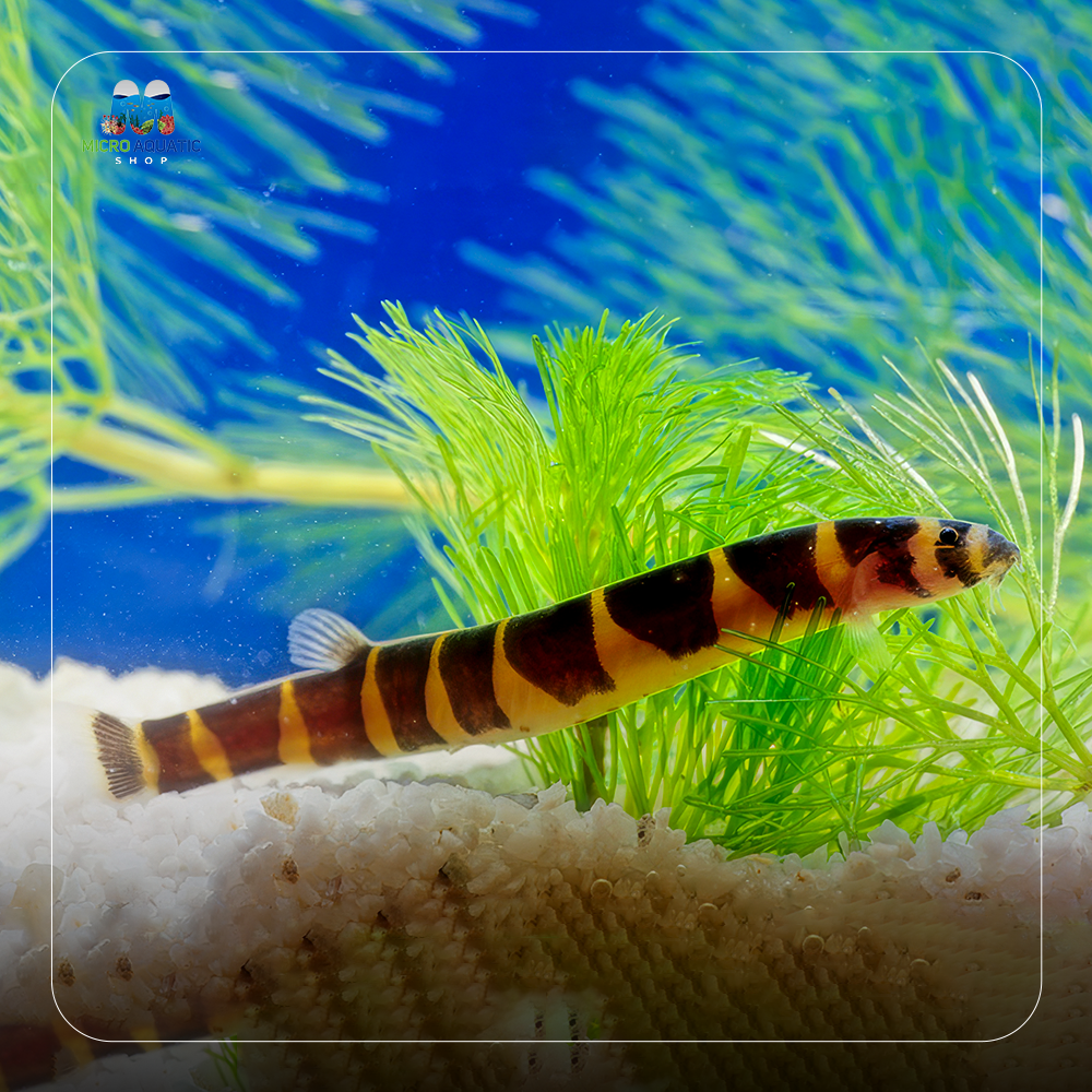 Kuhli Loach - Pangio Kuhlii Stripe 5cm Micro Aquatic Shop