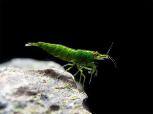 Green Jade Cherry Shrimp Micro Aquatic Shop