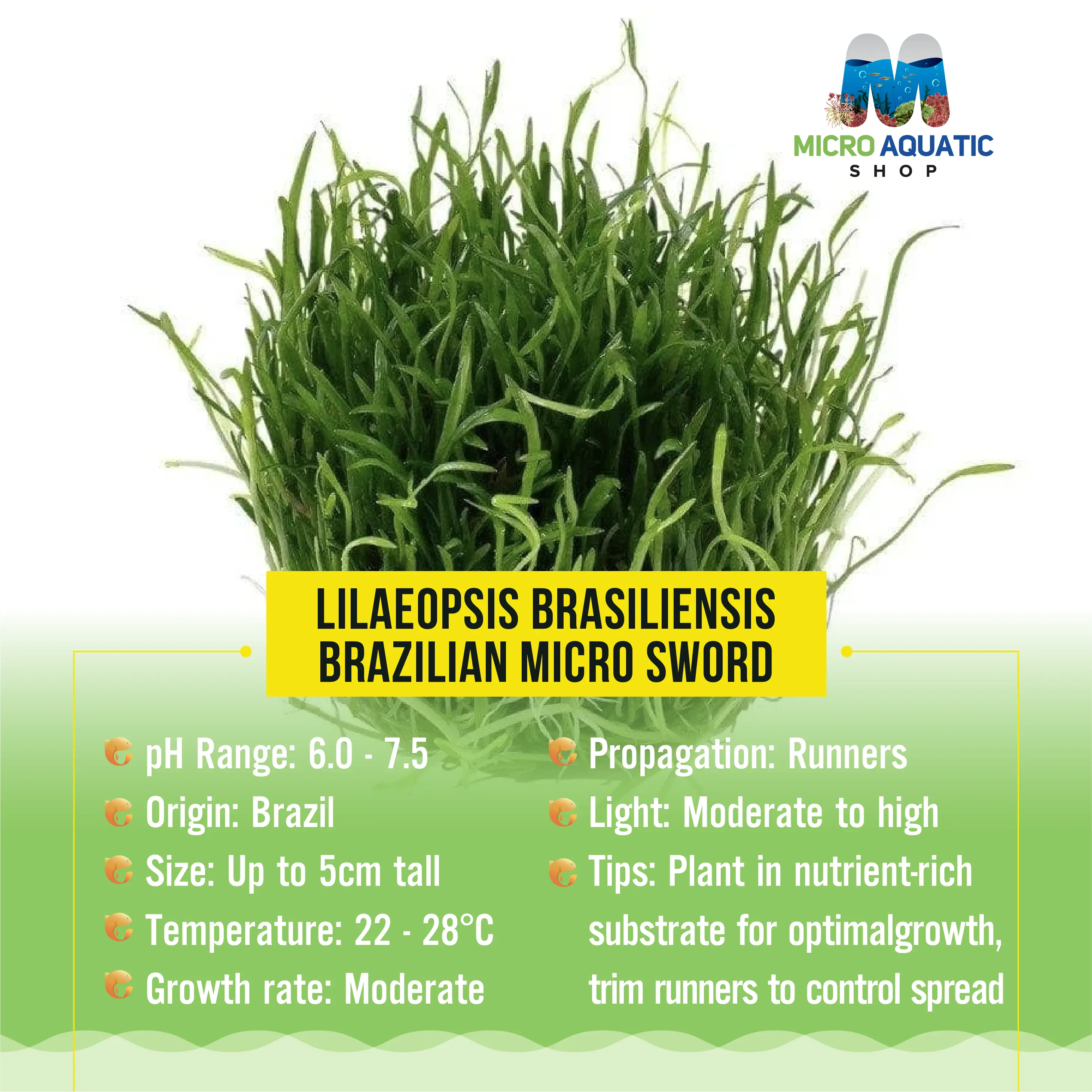 Lilаeорsis brаsiliensis - Brazilian Micro Sword