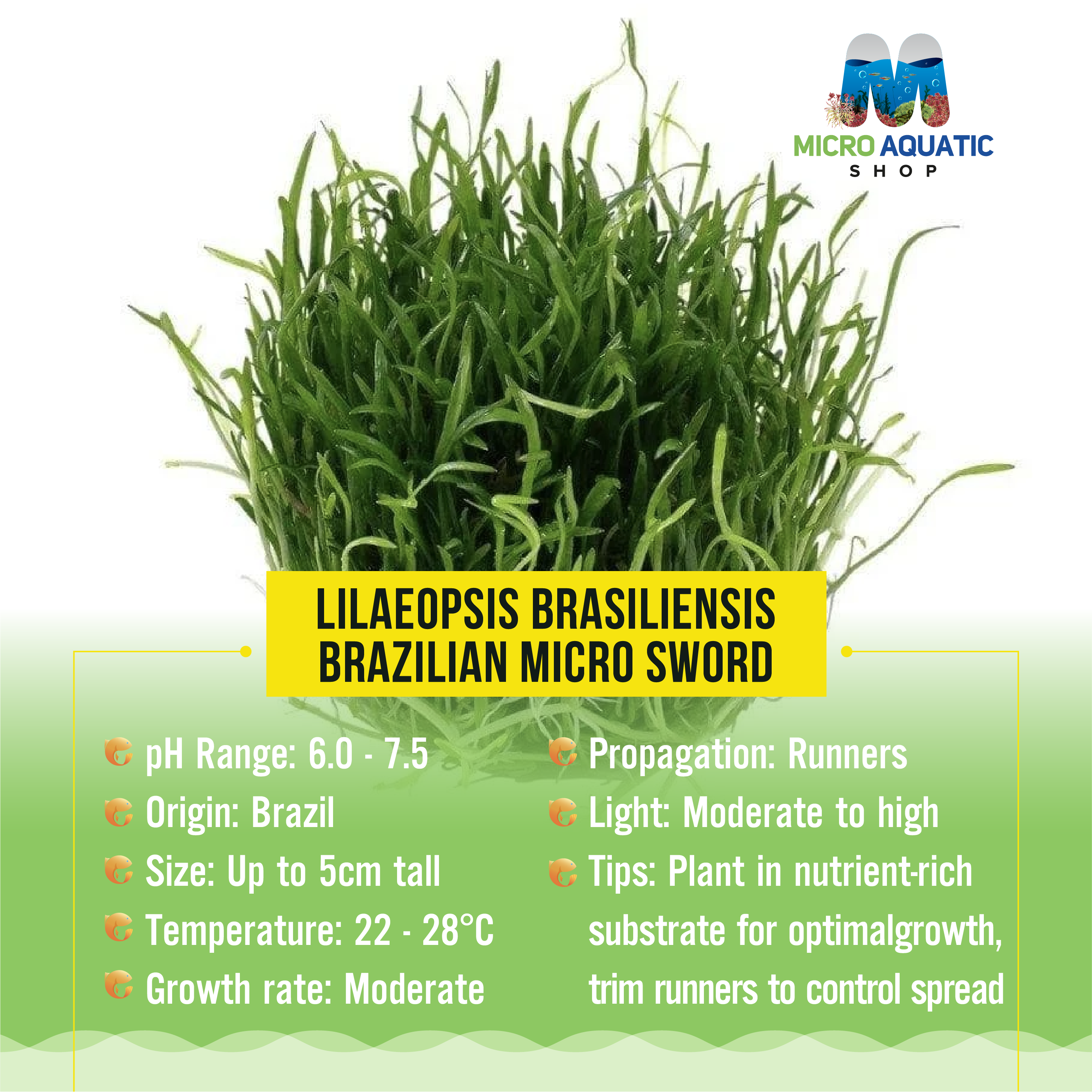 Lilаeорsis brаsiliensis - Brazilian Micro Sword Micro Aquatic Shop