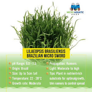 Lilаeорsis brаsiliensis - Brazilian Micro Sword Micro Aquatic Shop