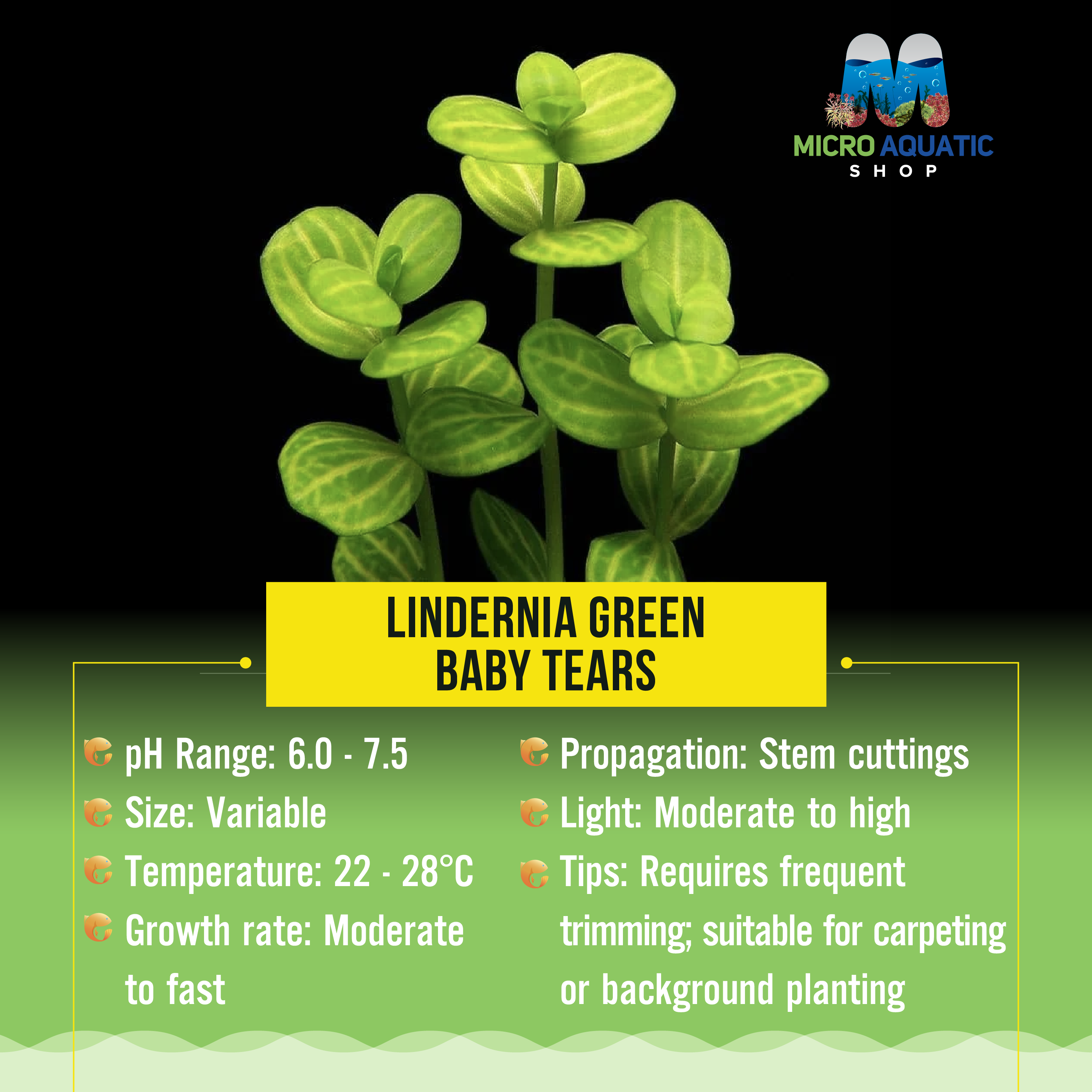 Lindernia green - Baby Tears