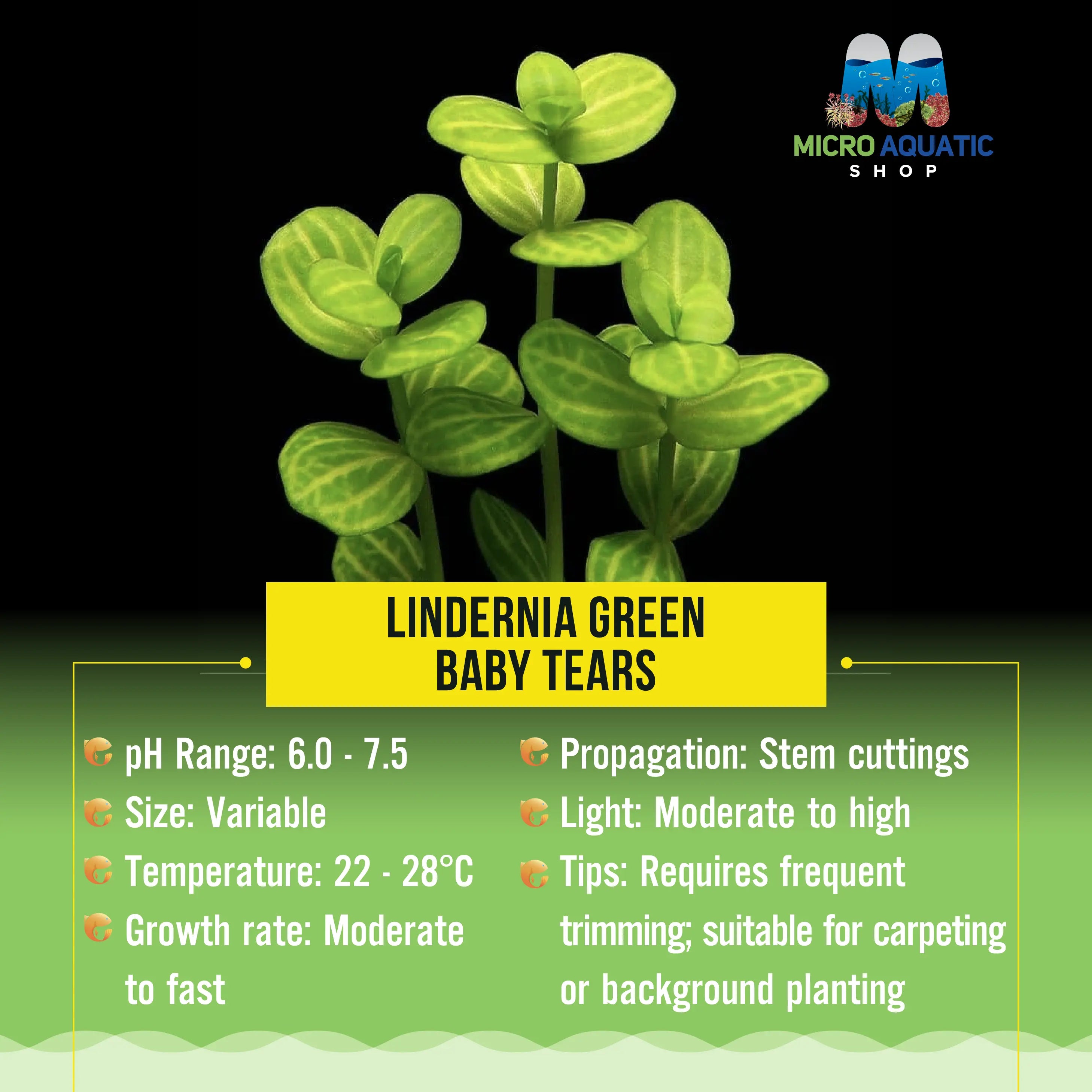 Lindernia green - Baby Tears Micro Aquatic Shop