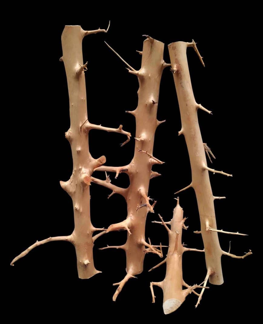 AP Naturals Long Hands Wood