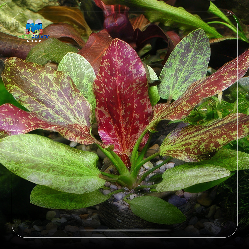 Low Tech - Echinodorus amazon 'Reni “