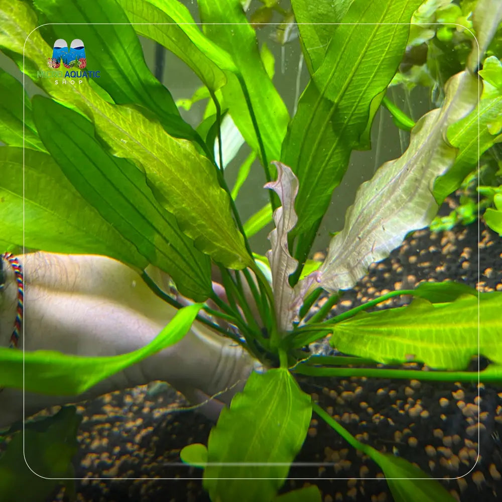Low Tech Rare- Echinodorus amazon 'White Flame “ Micro Aquatic Shop