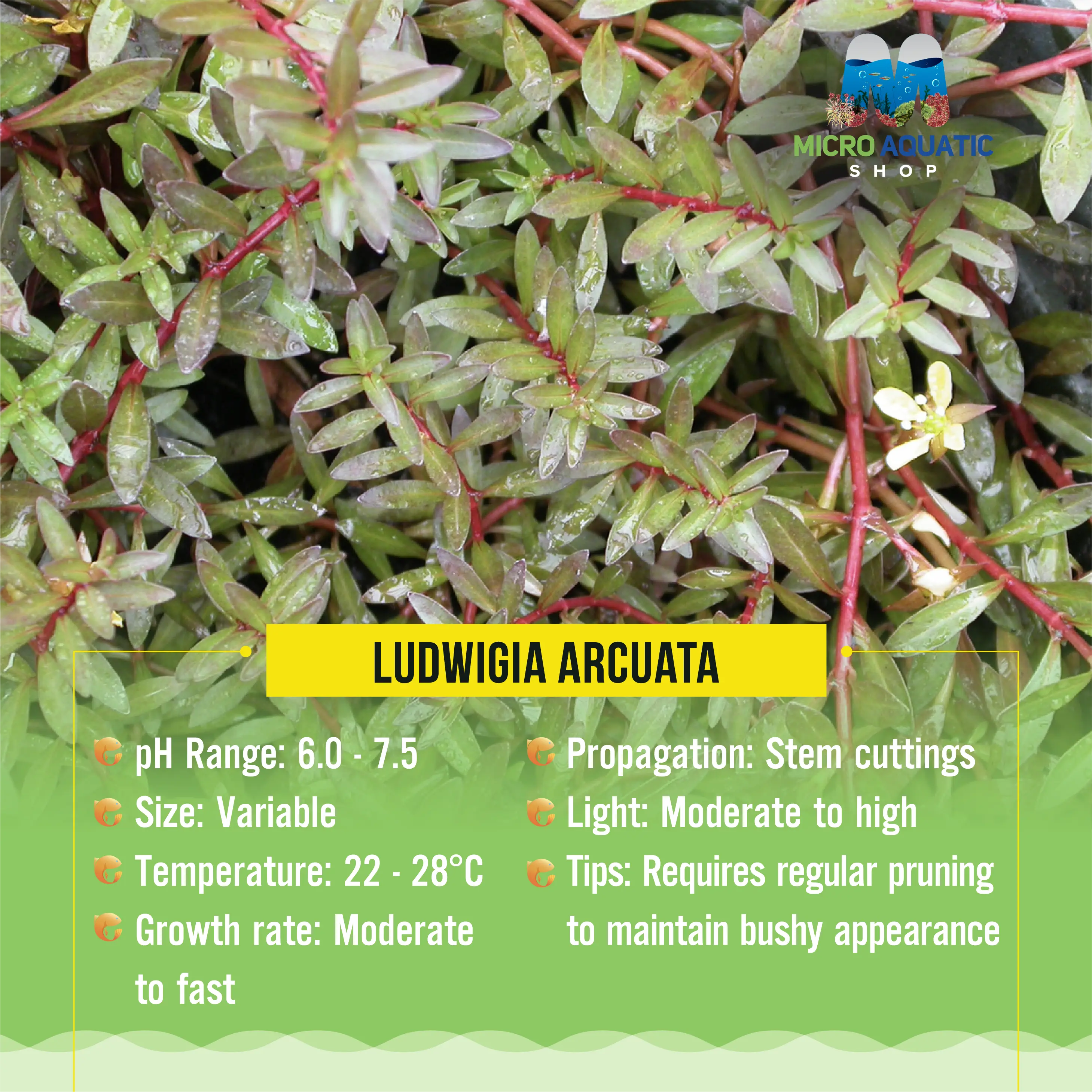 Ludwigia Arcuata Micro Aquatic Shop