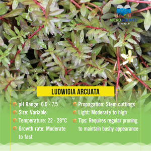 Ludwigia Arcuata Micro Aquatic Shop