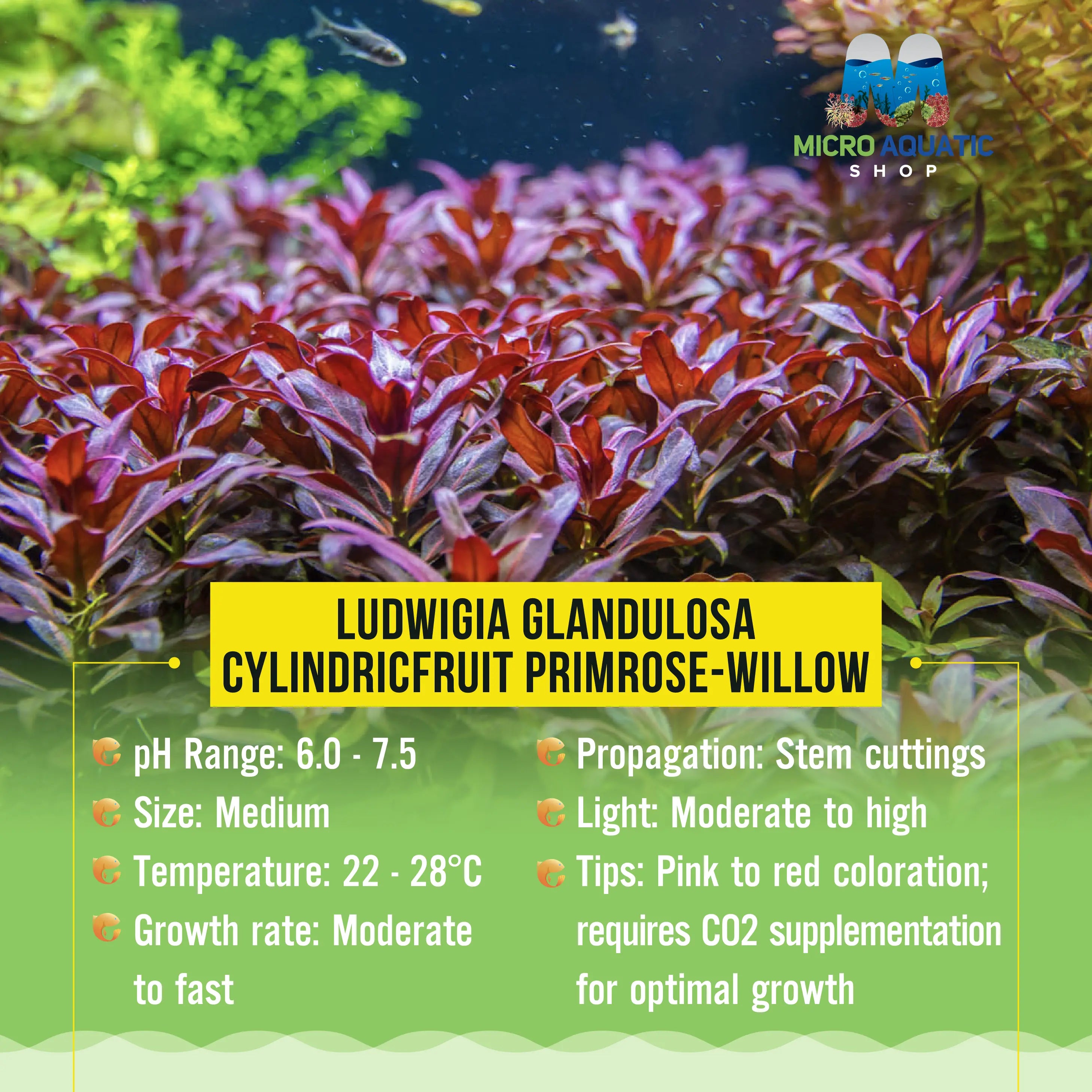 Tissue Culture-Ludwigia Glandulosa Micro Aquatic Shop