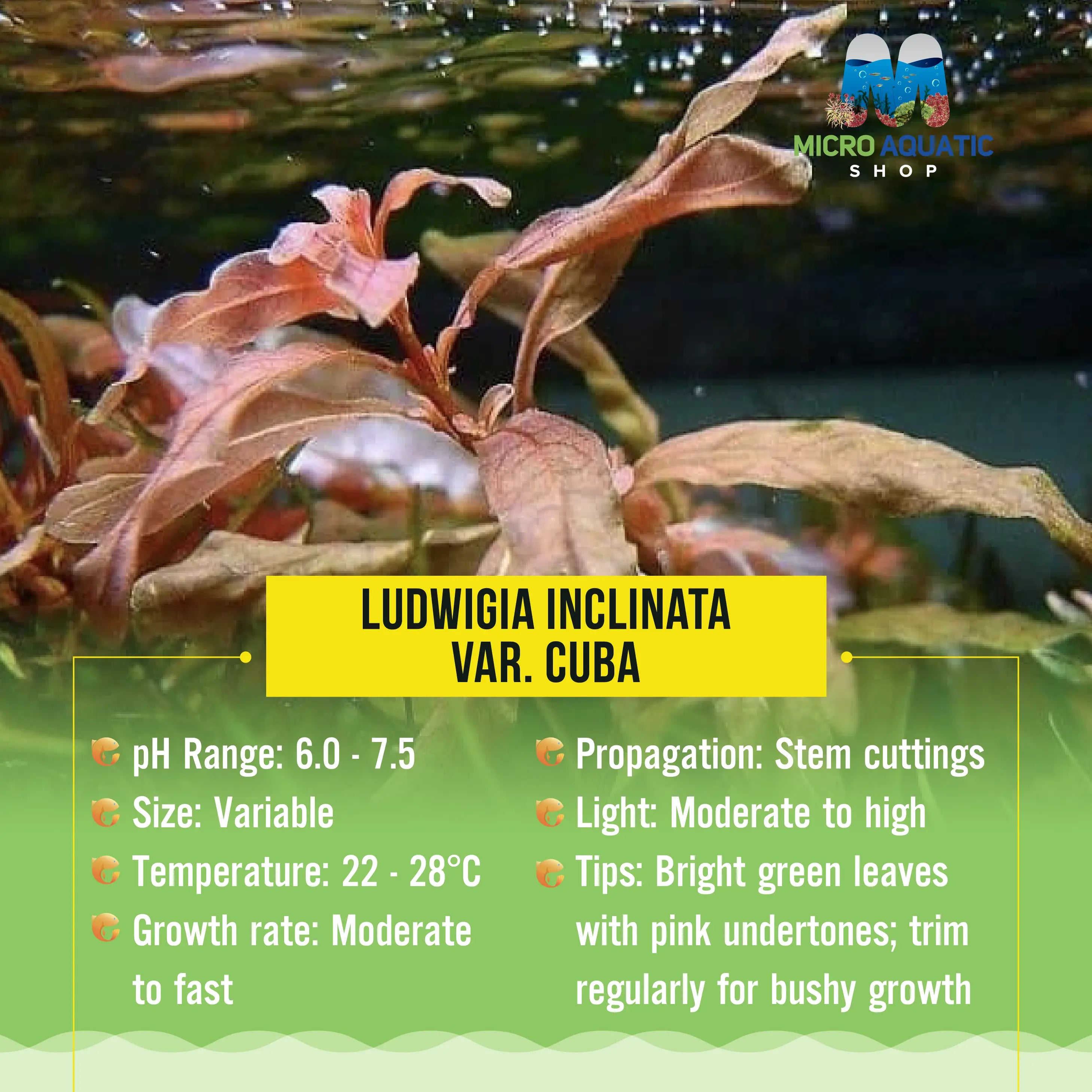Ludwigia Inclinata var. Cuba Micro Aquatic Shop