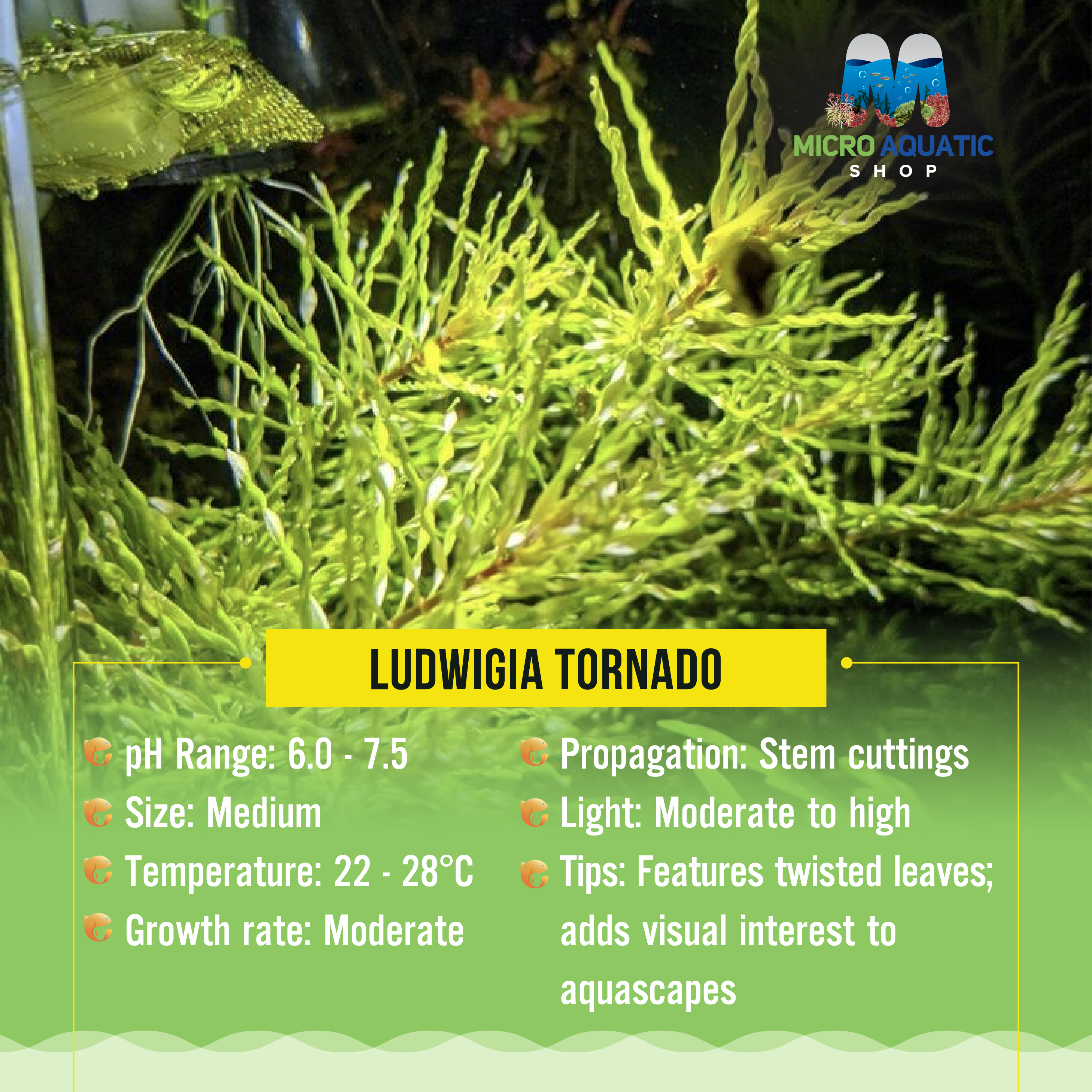 Ludwigia Tornado