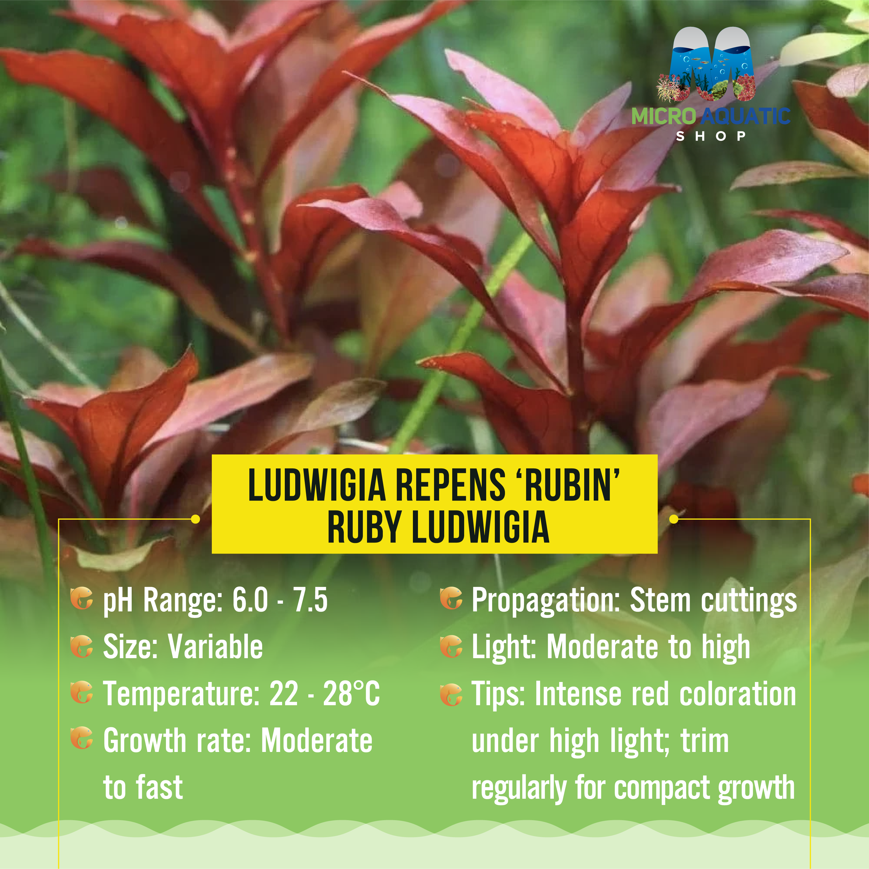 Ludwigia repens ‘rubin’ - Ruby Ludwigia