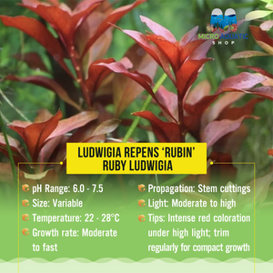Ludwigia repens ‘rubin’ - Ruby Ludwigia Micro Aquatic Shop