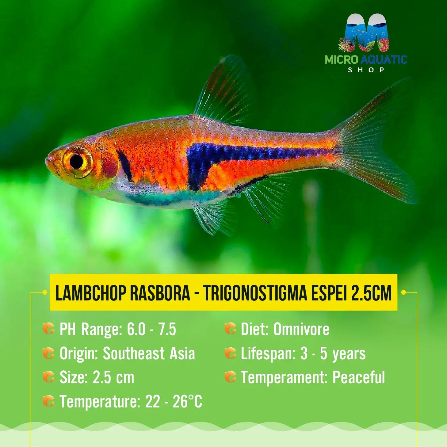 Espei Rasbora - Trigonostigma 2.5cm Micro Aquatic Shop