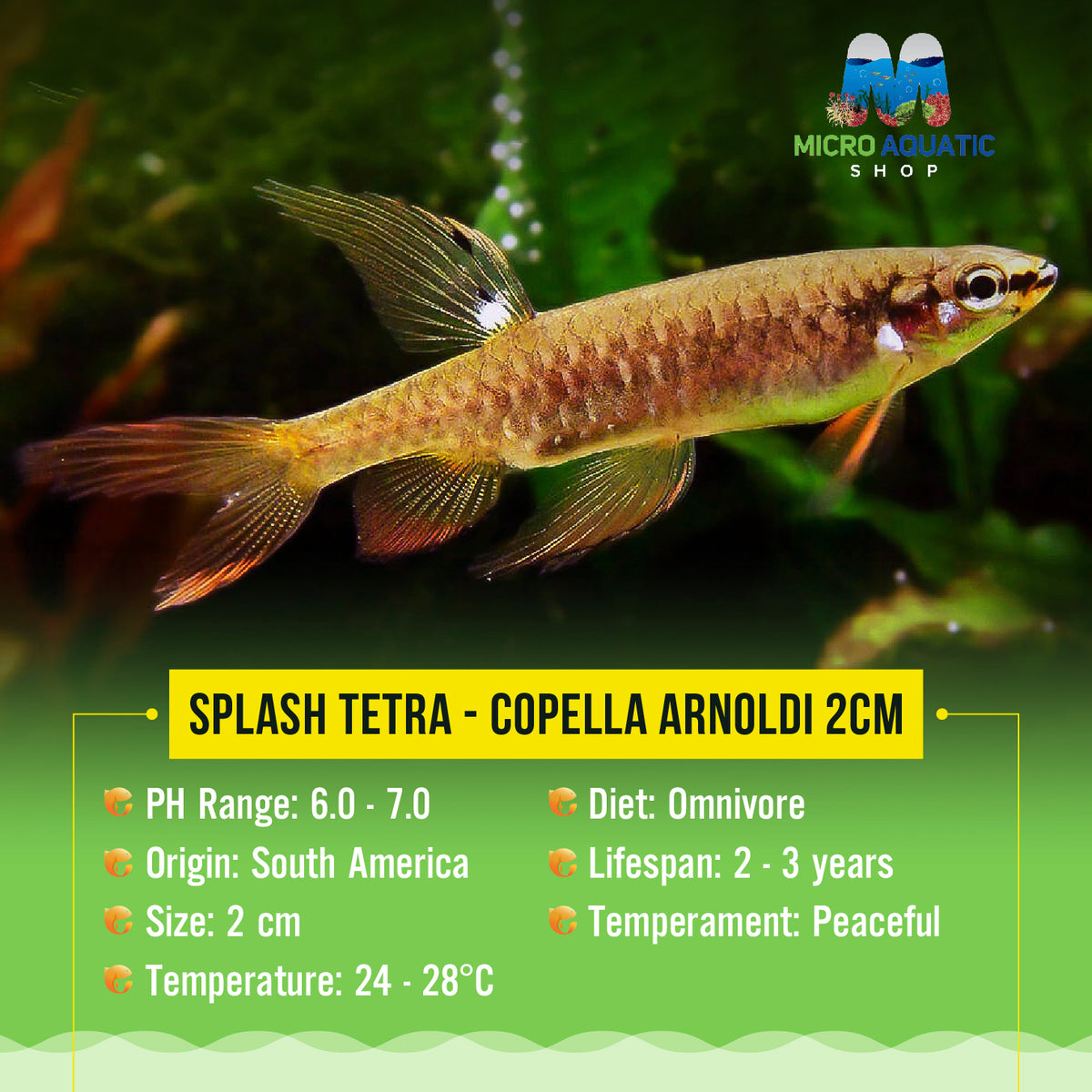 Splash Tetra - Copella arnoldi 2cm