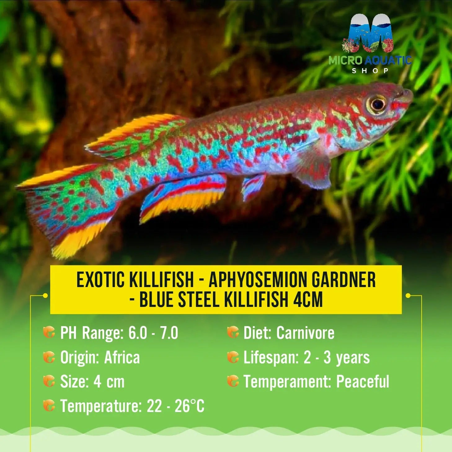 Exotic Killifish - APHYOSEMION GARDNERI - Blue Steel Killifish 4cm Micro Aquatic Shop