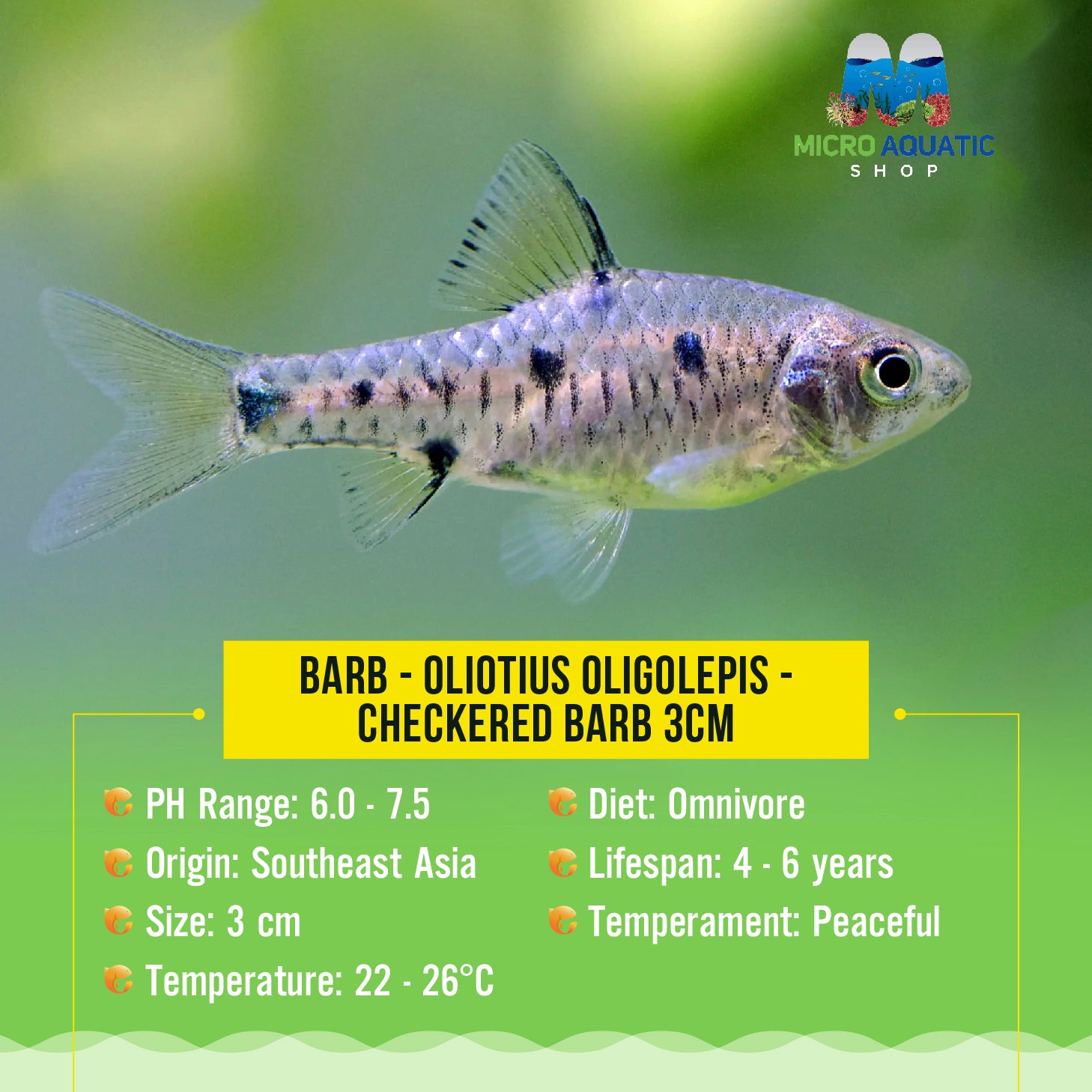 Barb - Oliotius oligolepis - Checkered Barb 3cm