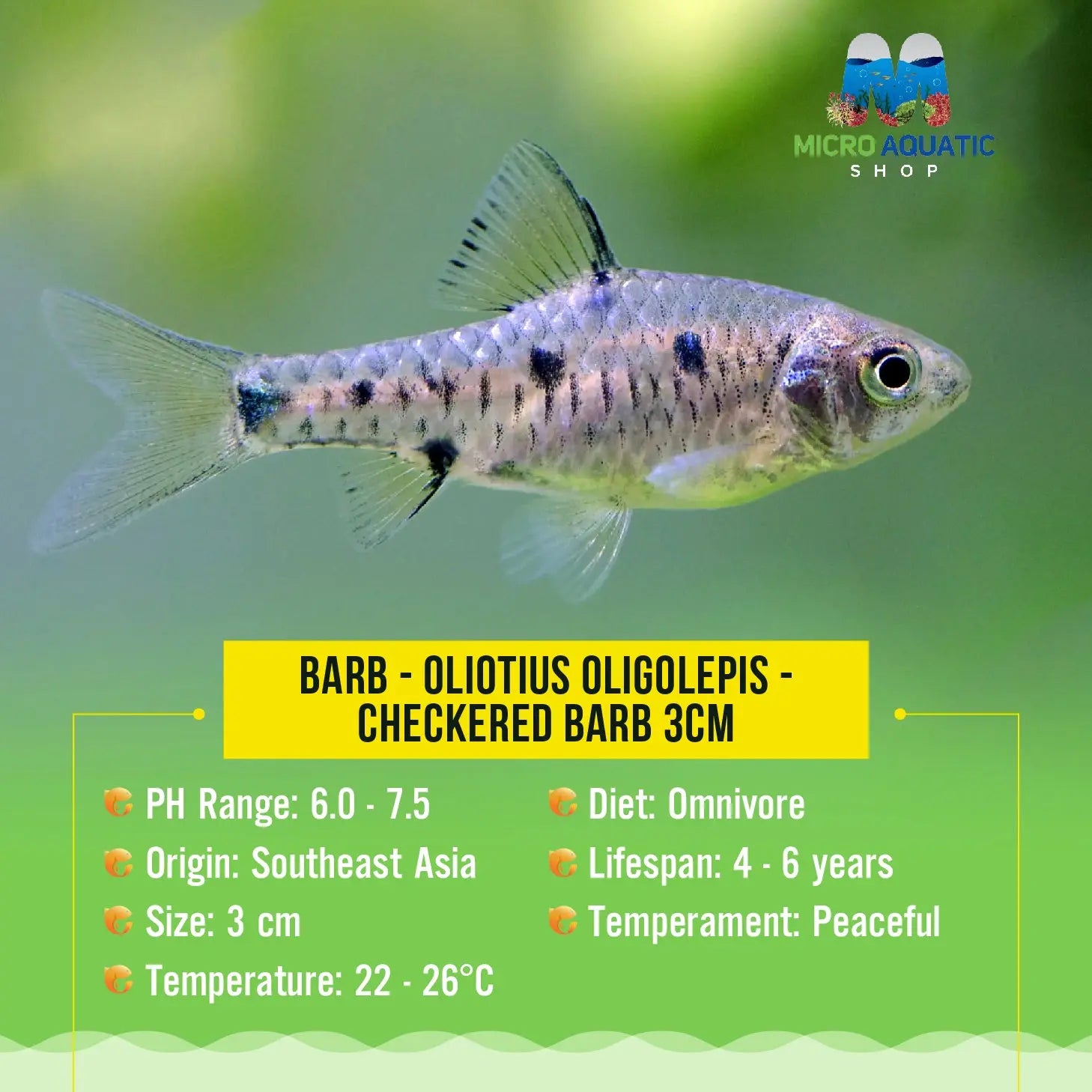 Barb - Oliotius oligolepis - Checkered Barb 3cm Micro Aquatic Shop
