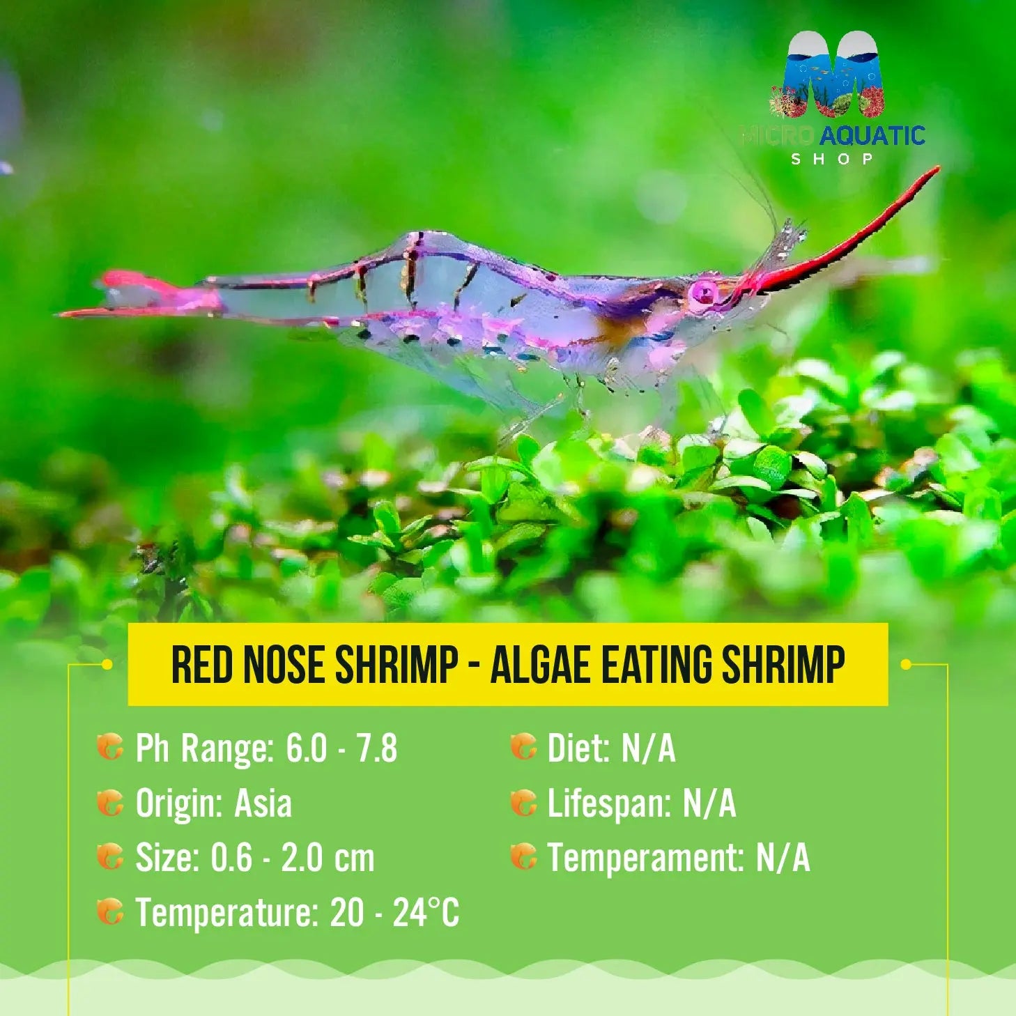 Red Nose Shrimp - Algae Eating Shrimp Micro Aquatic Shop