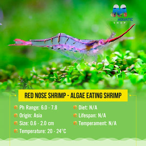 Red Nose Shrimp - Algae Eating Shrimp Micro Aquatic Shop
