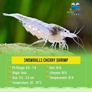 Snowballs Cherry Shrimp Micro Aquatic Shop