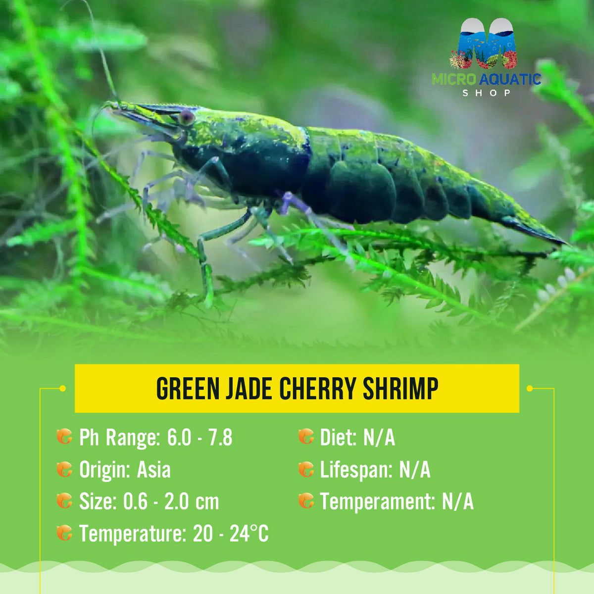 Buy 10 get 5 Green Jade Cherry Shrimp