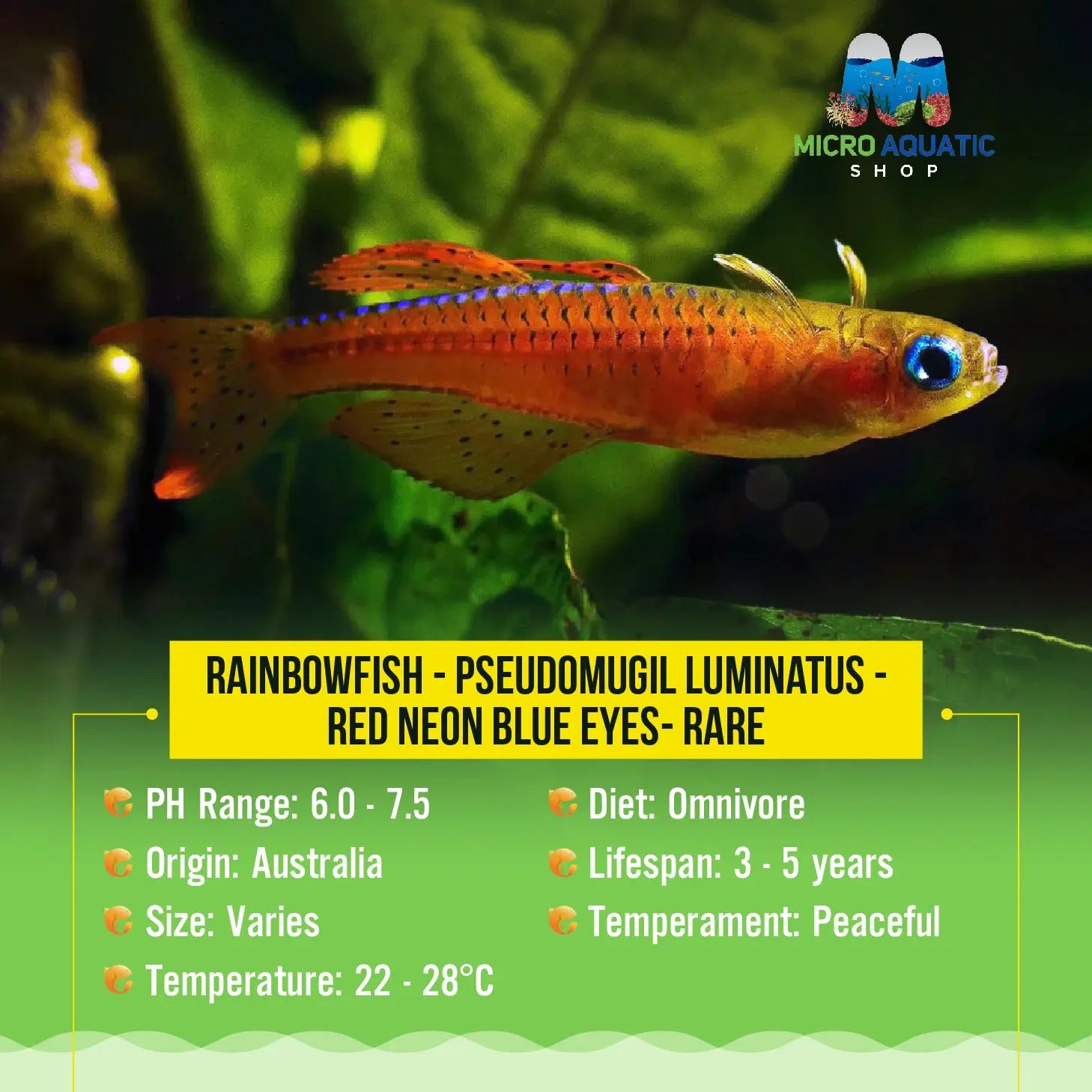 Pseudomugil luminatus - Red Neon Blue Eyes- Rare Micro Aquatic Shop