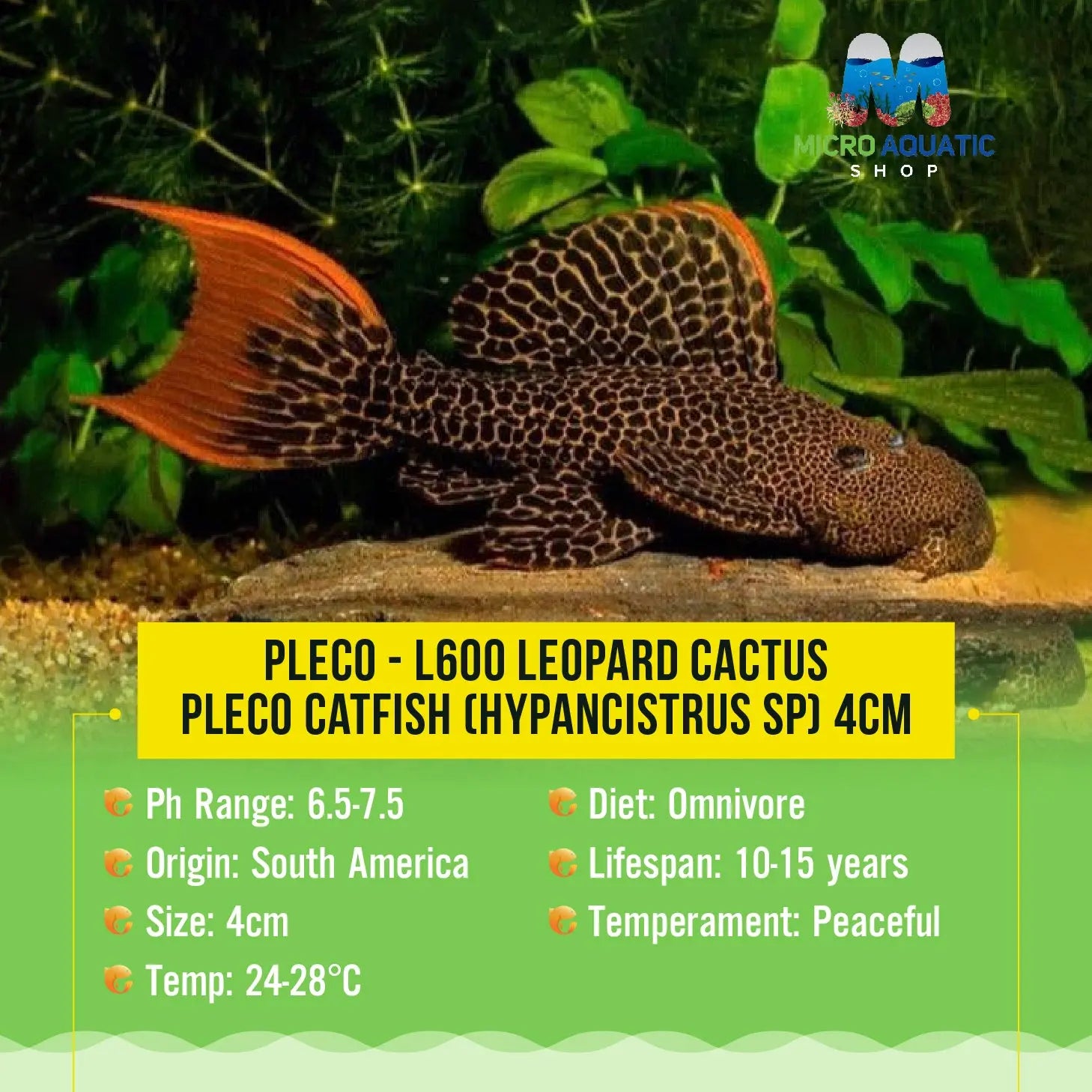 Pleco – L600 Leopard Cactus Pleco Catfish (Hypancistrus sp) 6cm Micro Aquatic Shop