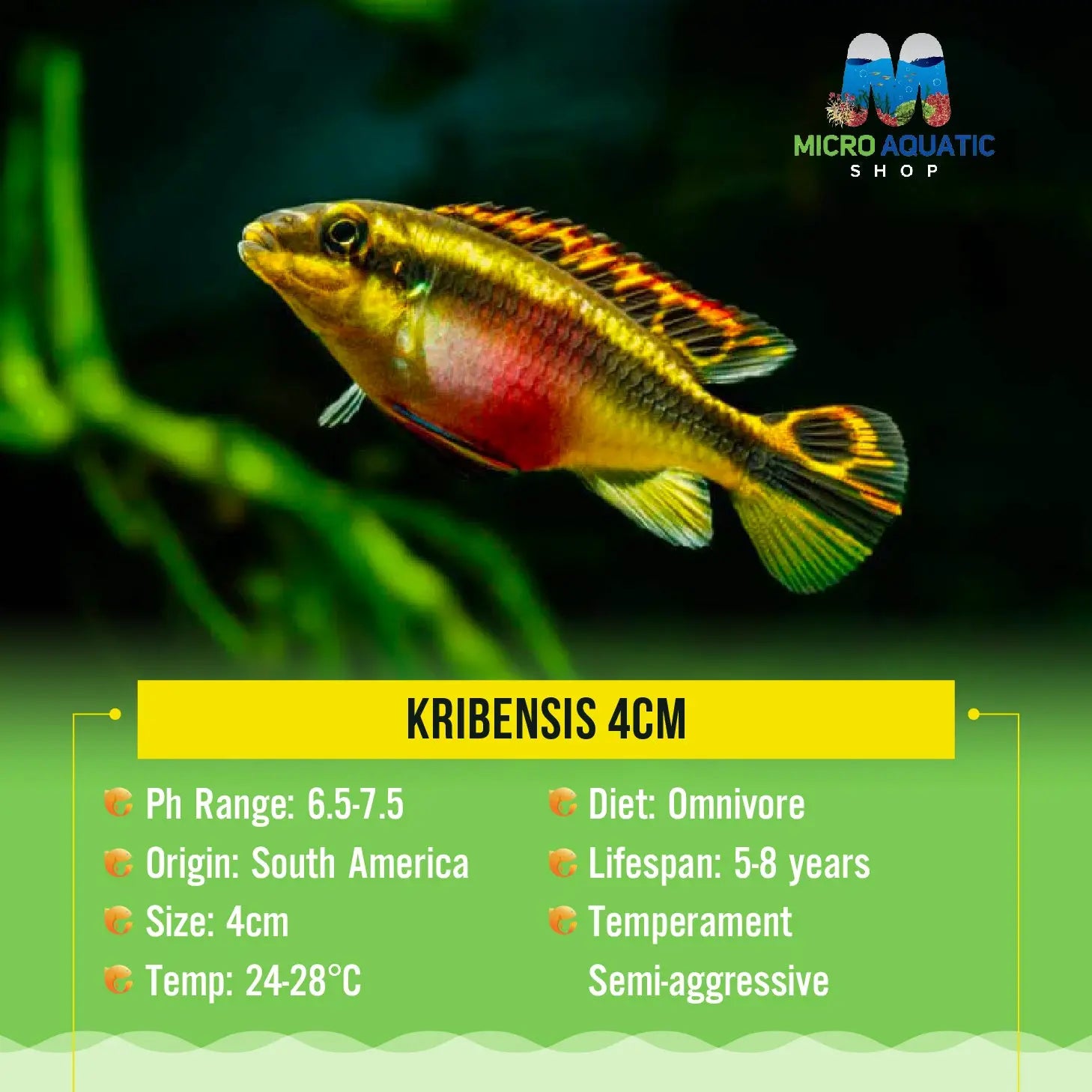 KRIBENSIS 3cm Micro Aquatic Shop