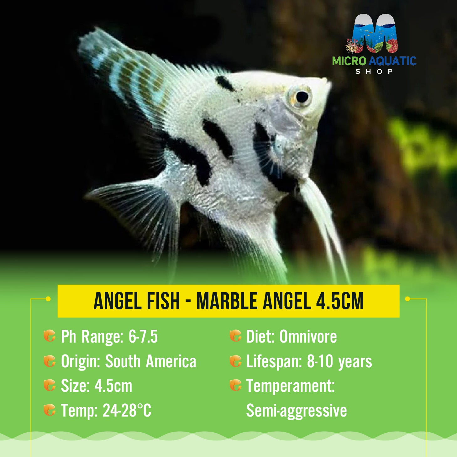 Angel Fish - Panda Angel 4cm
