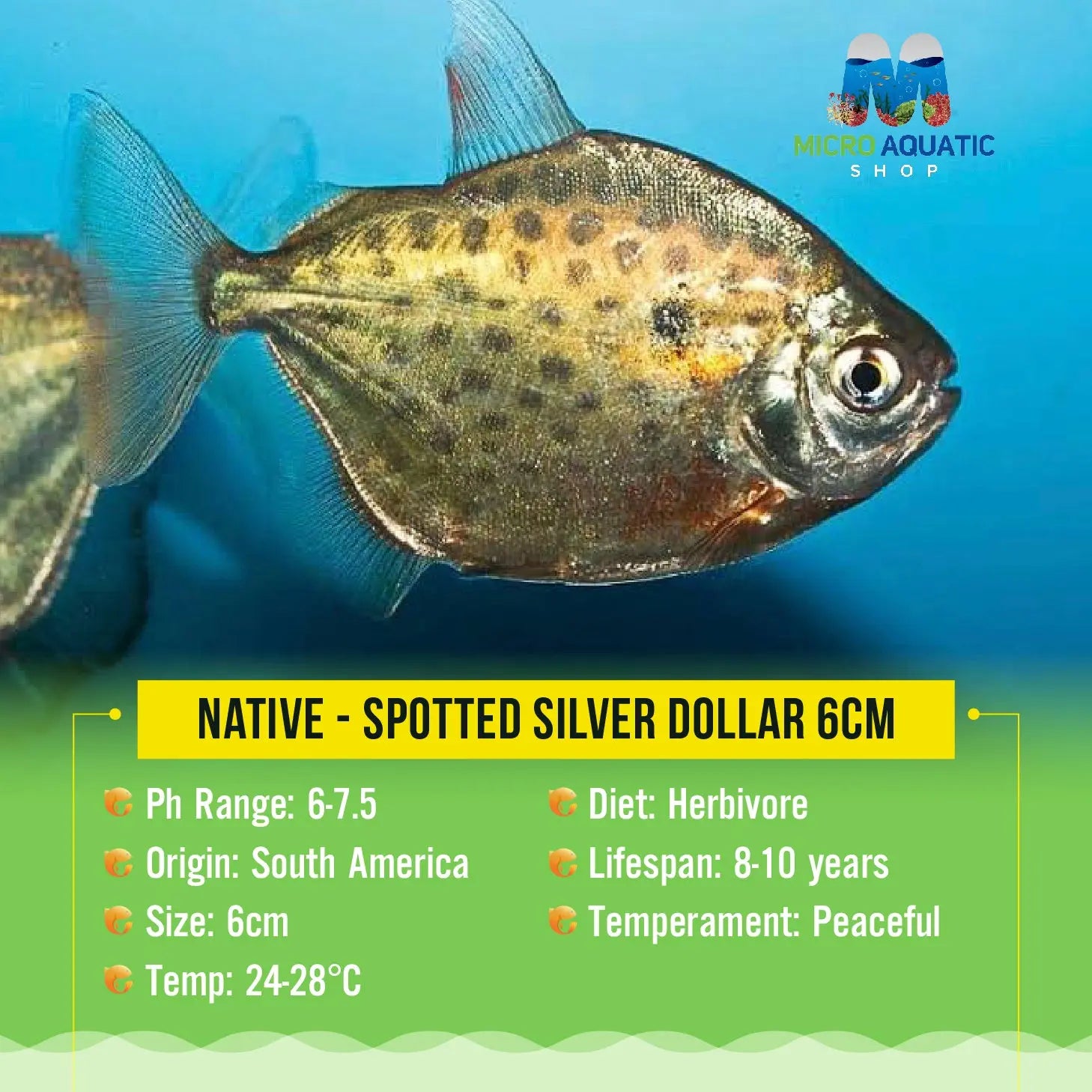 Native - Spotted Silver Dollar 7cm Show Micro Aquatic Shop