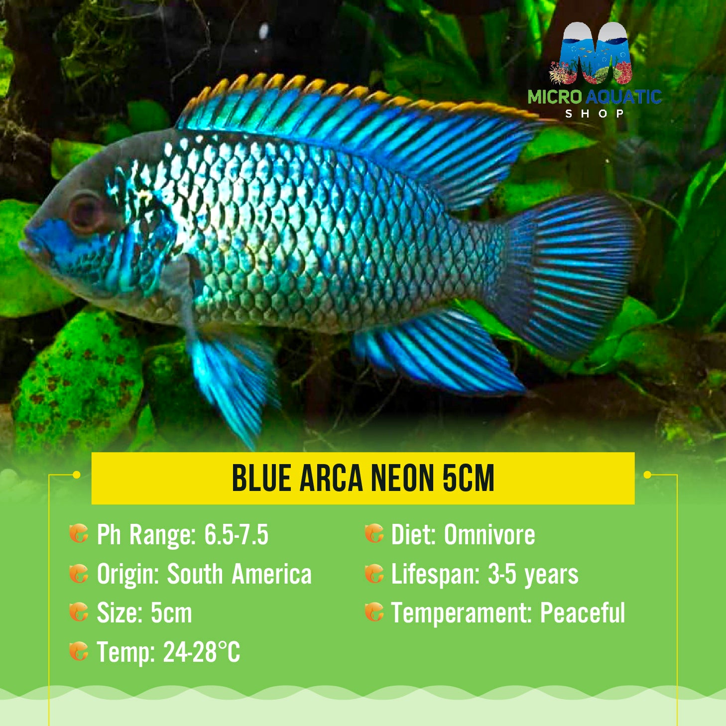 Blue Arca Neon 4cm