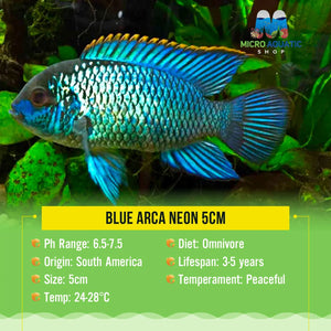 Blue Arca Neon 4cm Micro Aquatic Shop