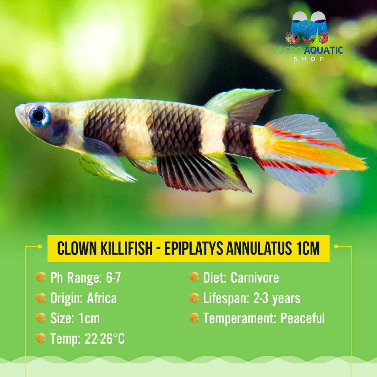 Clown Killifish - Epiplatys annulatus 1cm