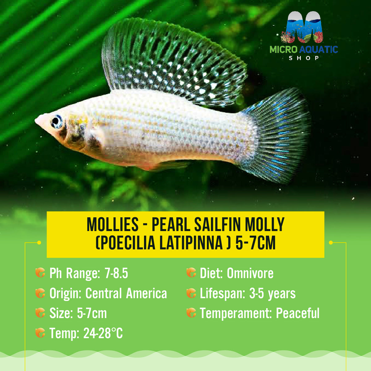 Mollies – Pearl Sailfin Molly (Poecilia latipinna ) 5-7cm