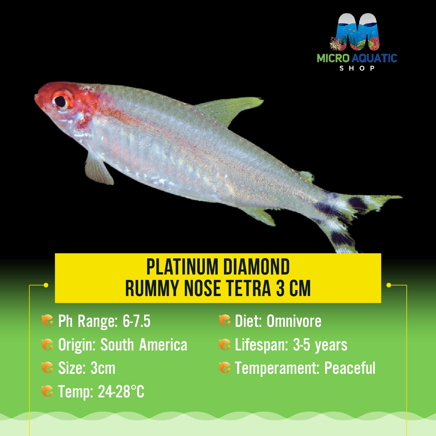 Platinum Diamond Rummy Nose Tetra 5cm Show
