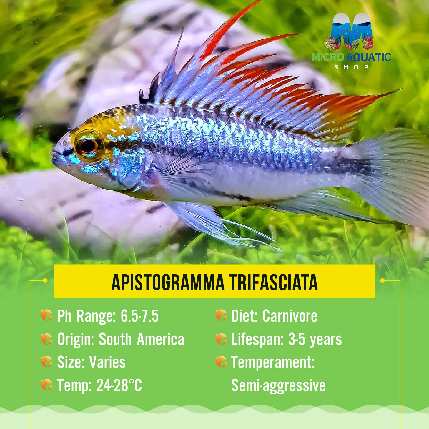 Apistogramma Trifasciata