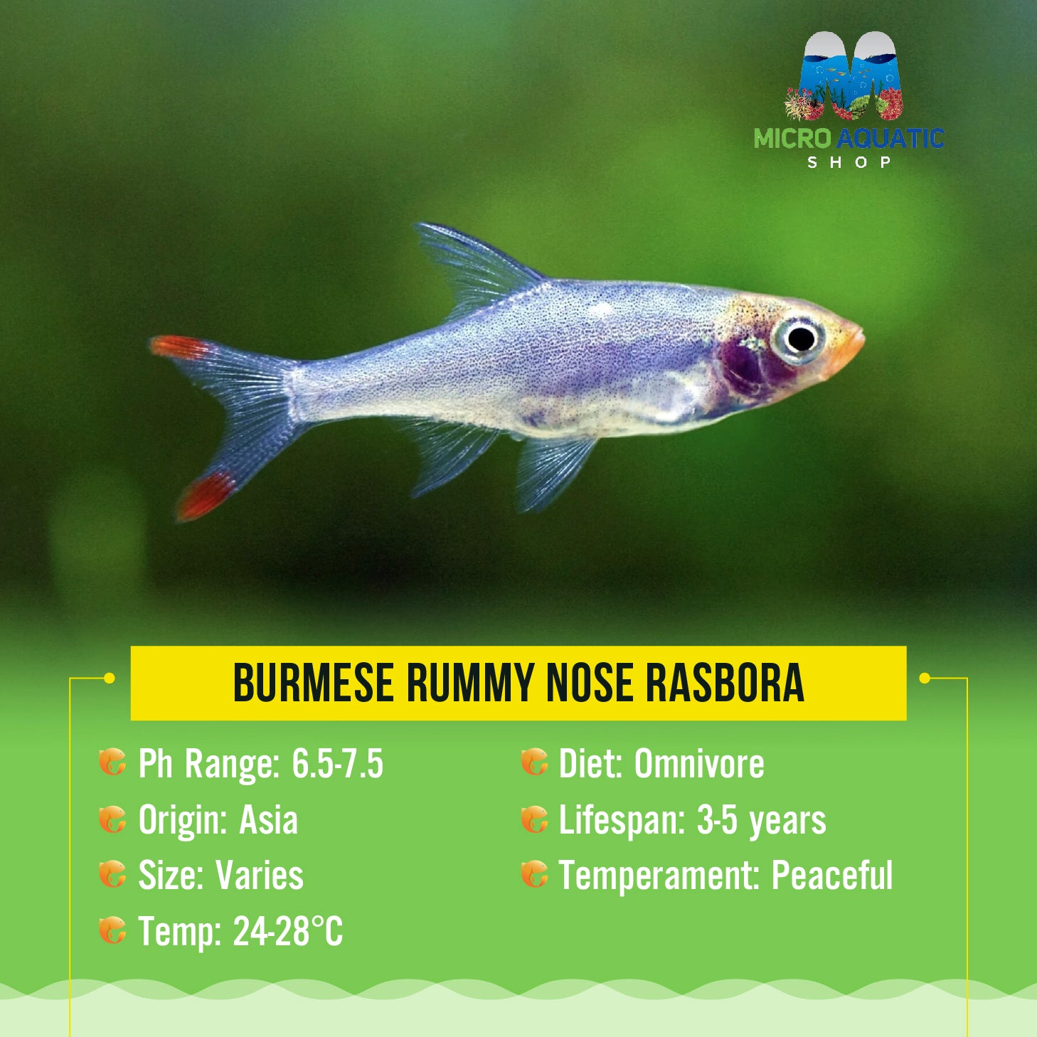 Burmese Rummy Nose Rasbora 2cm