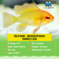 Gold Rams - Mikrogeophagus ramirezi 5cm