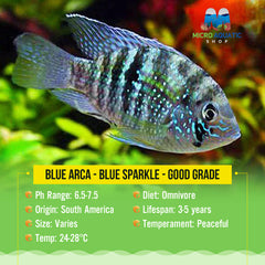 Blue Arca - Blue Sparkle - Good Grade