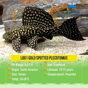 L001 Gold Spotted Plecotomus Micro Aquatic Shop
