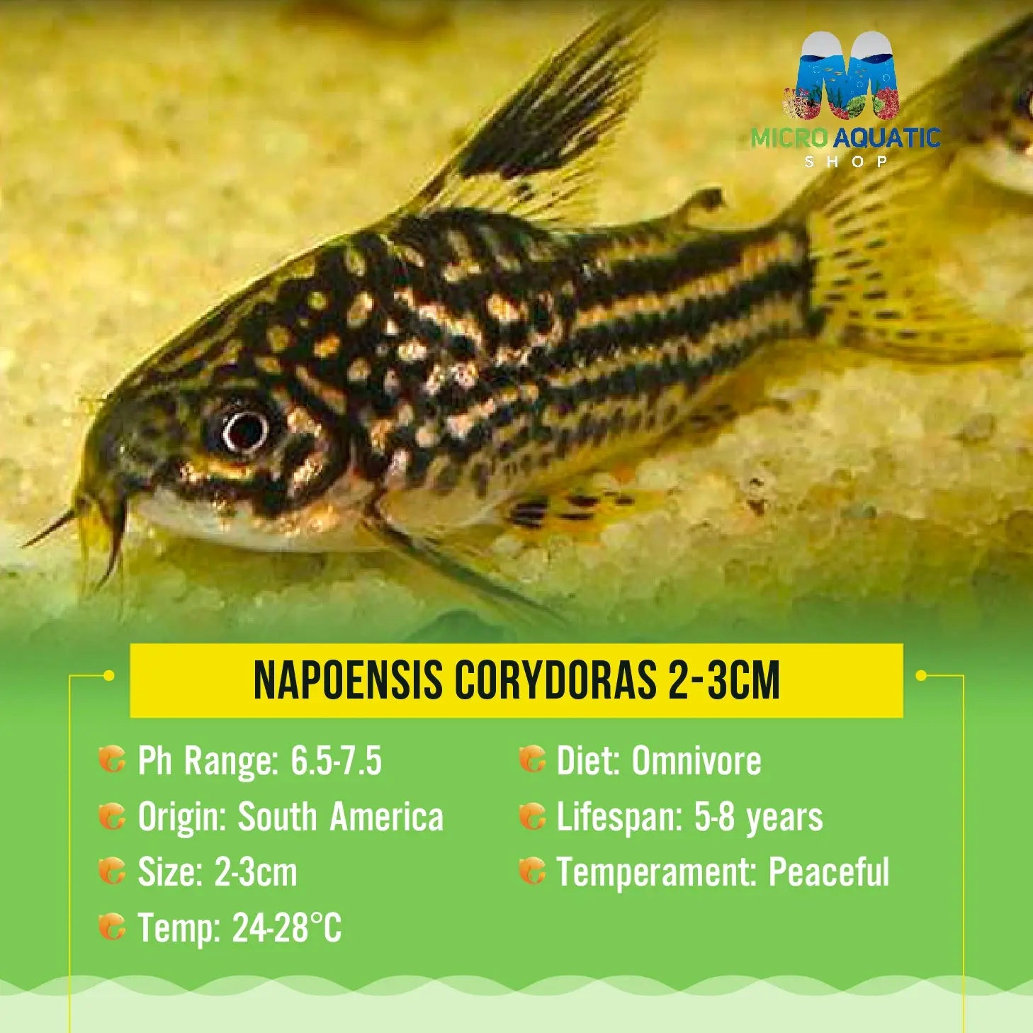 Napoensis Corydoras 2-3cm Micro Aquatic Shop