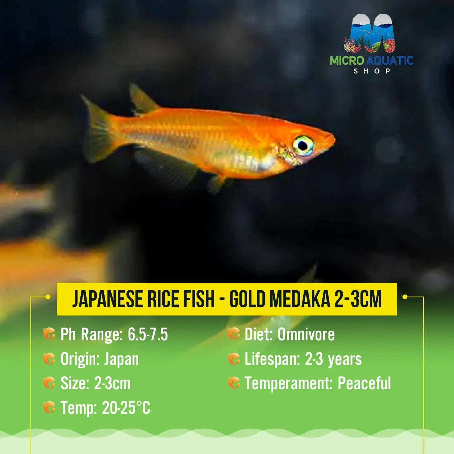 Japanese rice fish - Gold Medaka 2cm Micro Aquatic Shop