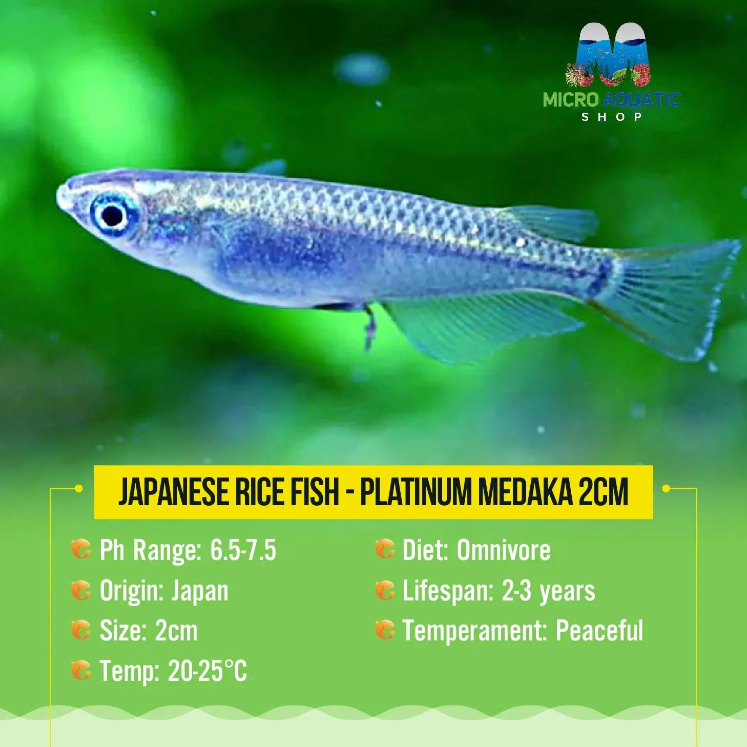 Japanese rice fish - Platinum Medaka 2cm Micro Aquatic Shop