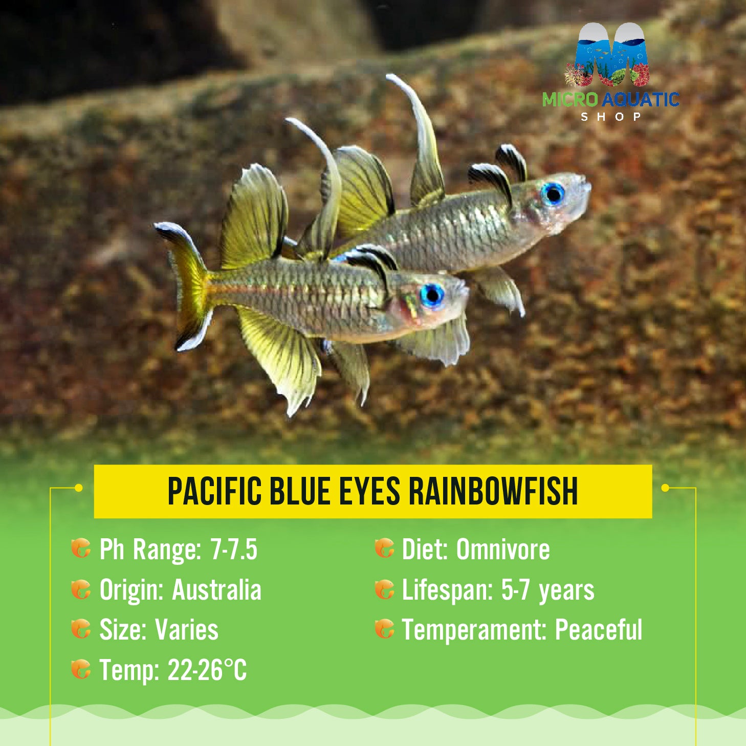 Pacific Blue Eyes 3.5cm Show